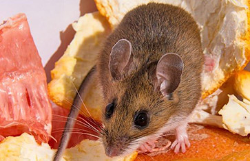 rodent pest control