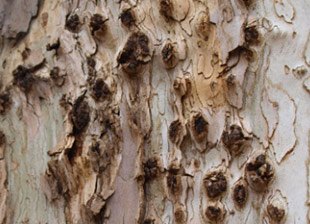 shot hole borer beetle symptoms