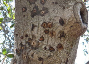 shot borer beetle in trees