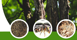 shot hole beetle removal