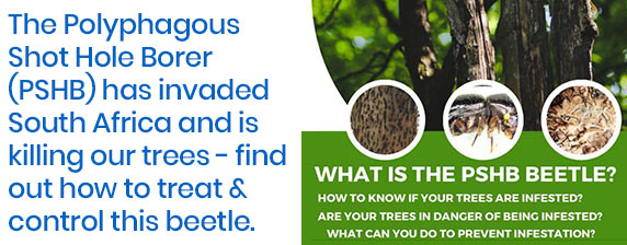 shothole beetle control